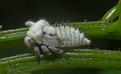 Membracis