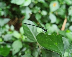 Allocnemis leucosticta