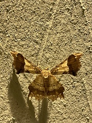 Krananda oliveomarginata