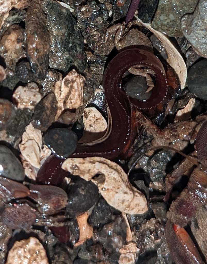 ribbon prickleback
