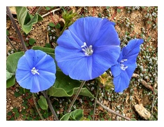 Jacquemontia abutiloides