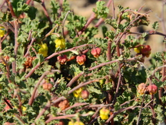 Hermannia desertorum