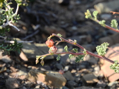 Hermannia desertorum