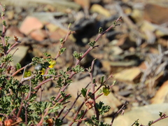 Hermannia desertorum