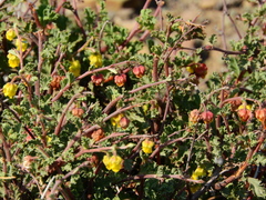 Hermannia desertorum