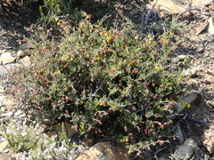 Hermannia desertorum