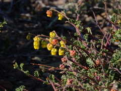 Hermannia desertorum