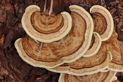 Trametes polyzona