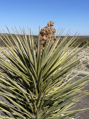 Yucca torreyi
