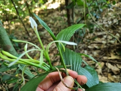 Corymborkis corymbis
