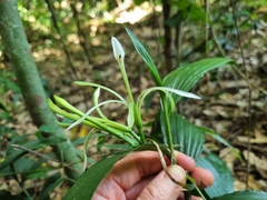 Corymborkis corymbis