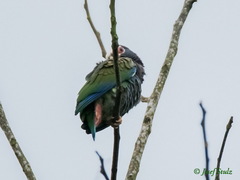 Pionus senilis