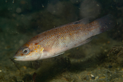 Tautogolabrus adspersus