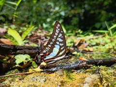 Graphium evemon eventus