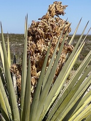 Yucca torreyi