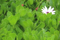 Dimorphotheca fruticosa