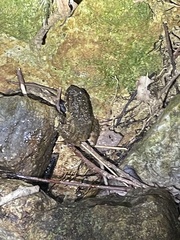 Quasipaa exilispinosa