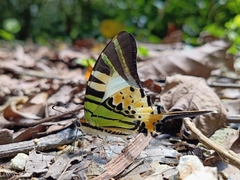 Graphium antiphates itamputi