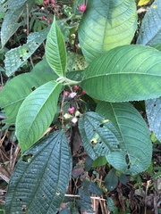 Miconia microphysca