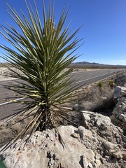 Yucca torreyi