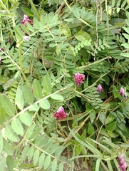 Vicia benghalensis