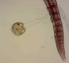 Ephelota