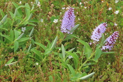 Veronica dieffenbachii
