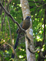 Momotus subrufescens