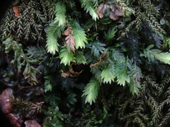 Fissidens taxifolius