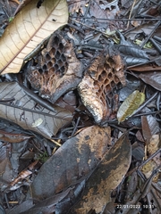 Magnolia hernandezii