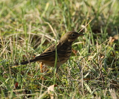 Anthus pratensis pratensis