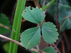 Potentilla sterilis