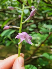 Calanthe sylvatica
