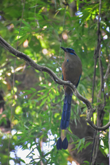 Momotus subrufescens