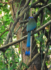 Momotus subrufescens