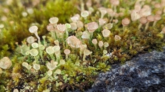 Cladonia pyxidata