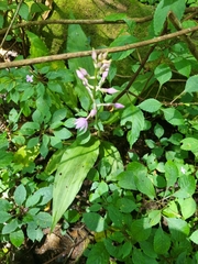 Calanthe sylvatica