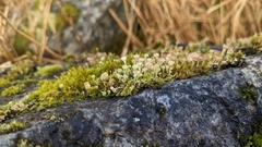 Cladonia pyxidata