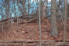 Odocoileus virginianus borealis