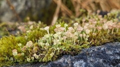 Cladonia pyxidata