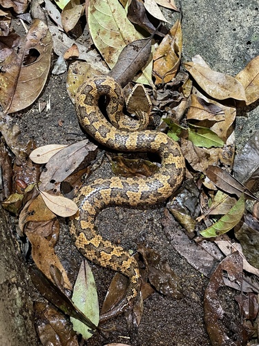 Photo of a Tonkin pitviper (Ovophis tonkinensis)