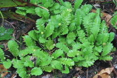 Leptinella potentillina