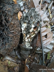 Magnolia hernandezii