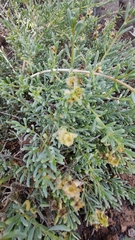 Salsola divaricata