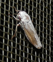 Tretogonia