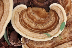 Trametes polyzona