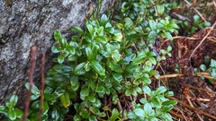 Vaccinium vitis-idaea