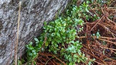 Vaccinium vitis-idaea