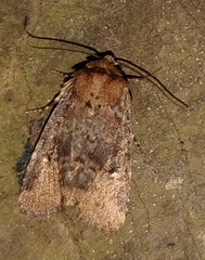 Eriopygini
