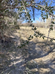 Condalia warnockii